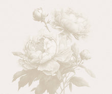 Load image into Gallery viewer, Doris
