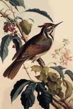 Load image into Gallery viewer, Mango