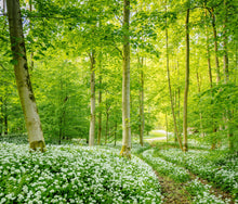 Load image into Gallery viewer, Newton