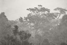 Load image into Gallery viewer, Solanki