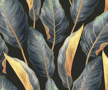 Load image into Gallery viewer, Calathea