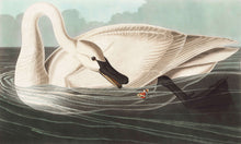 Load image into Gallery viewer, Cygnet
