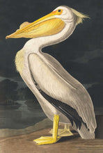 Load image into Gallery viewer, Pelly